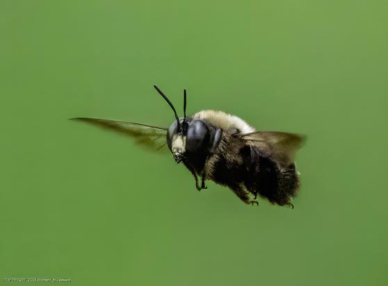 A carpenter bee is seen in flight, flying from right to left and slightly toward the camera so that the bees face is visible.  The background is a nearly uniformly solid leaf green resulting from very out-of-focus green foliage.