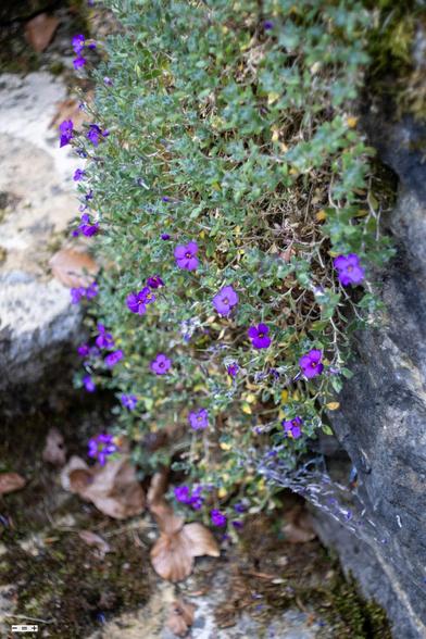 Small flowers on the stone wall.