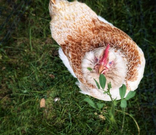 A high-angle shot shows a Faverolles chicken with a distinctive fluffy, light brown and white plumage. The chicken is centered in the frame, facing the camera directly, revealing its red comb. It's standing on green grass, with a few blades of grass and a thin black fence visible in the background. The focus is sharp on the chicken's head and upper body, with a slight blur to the surrounding grass.