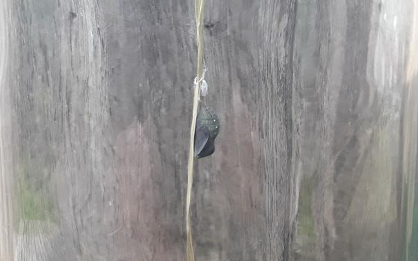 brown chrysalis attached to a blade of grass