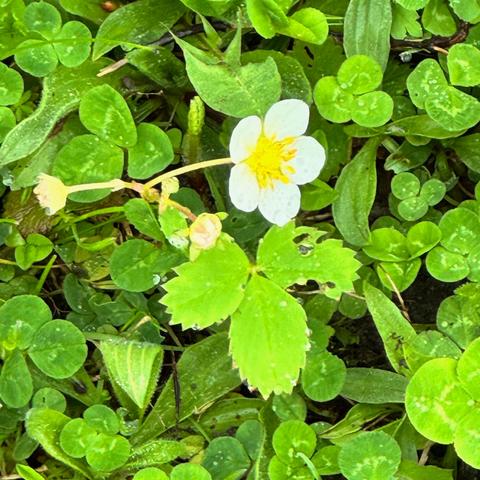 strawberry plant with flowers in clover & grass