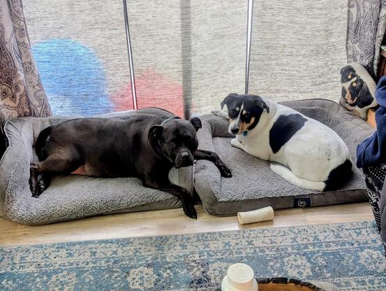 Two dog beds are placed side by side.  There is a black American Staffordshire Terrier on the left and an Australian Shepherd and hound mix in the right