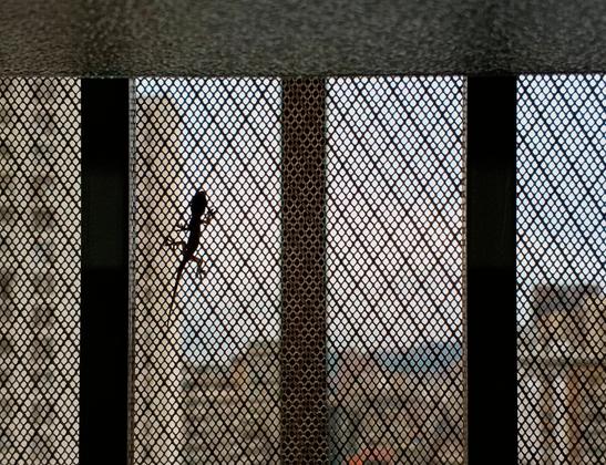 A close-up photo of a gecko climbing a mosquito net. Some blurred buildings are visible in the distance.