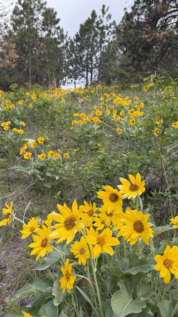 A hillside in Montana with many yellow daisy like flowers