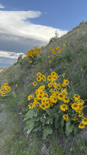 A hillside in Montana with many yellow daisy like flowers
