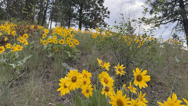 A hillside in Montana with many yellow daisy like flowers
