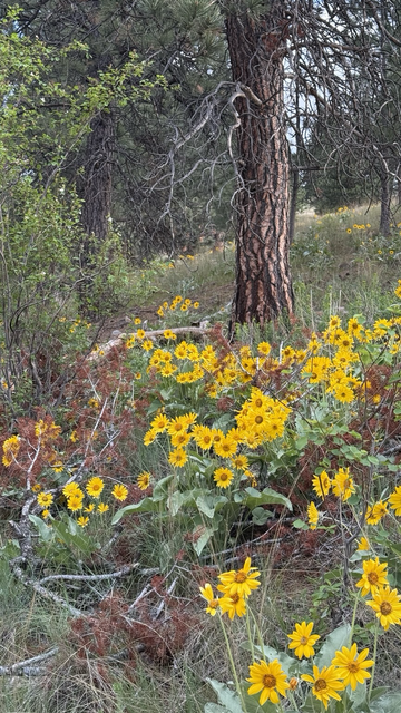 A hillside in Montana with many yellow daisy like flowers