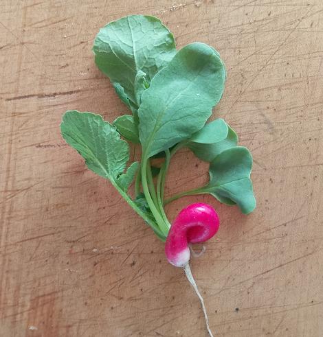 A bright pink french radish which has grown into a loop shape, rather than the the more usual radish shape. It is lying on a scored wooden chopping board and still has its green leaves attached