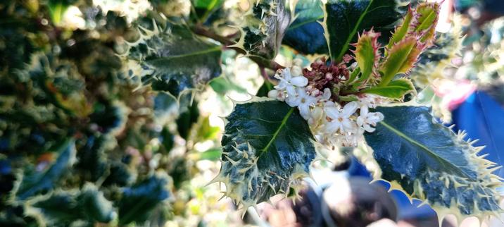 Tiny white flowers on variegated holly bush