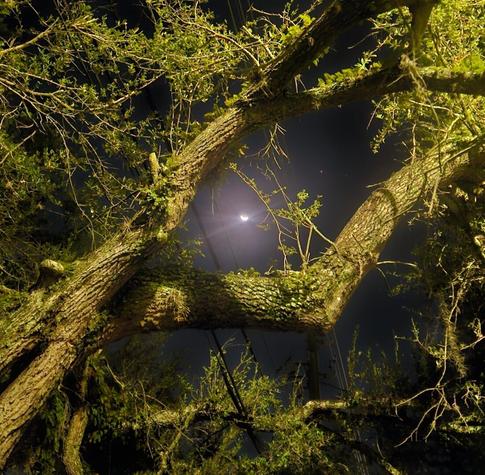 From the base of a large old oak tree, with twisted, moss and lichen coated limbs high above leaving an opening where the moon's glow against the dark night sky is visible.