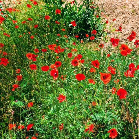 Une photo carré d'un bosquet de coquelicot. Les pétales sont d'un rouge éclatant, et le verts du feuillage est vif.