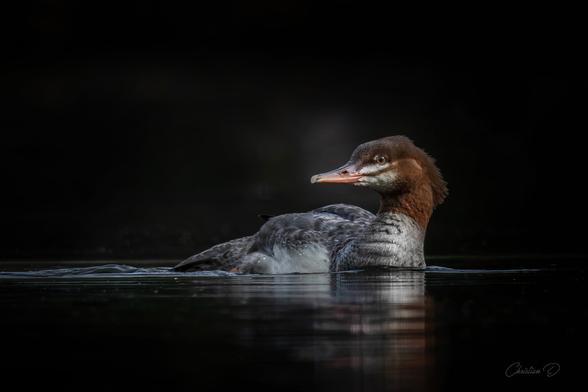 Ce Grand harle fût réalisé dans une portion du lac qui était partiellement à l'ombre de la lumière. Une belle façon de mettre en valeur cette femelle. (Common Merganser)