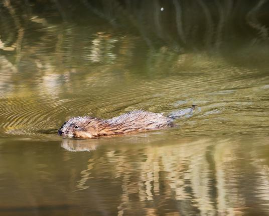 A Muskat swimms in the water