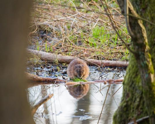A muskrat eats some grass on a dam