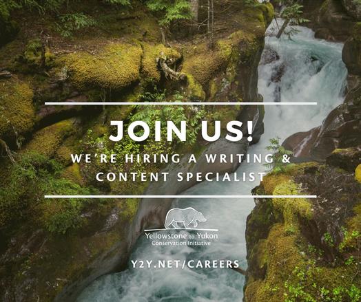An image of a stream cutting through rock covered in moss has text overlaid on it reading: Join us! We're hiring a writing and content specialist with the Yellowstone to Yukon Conservation Initiative logo. y2y.net/careers