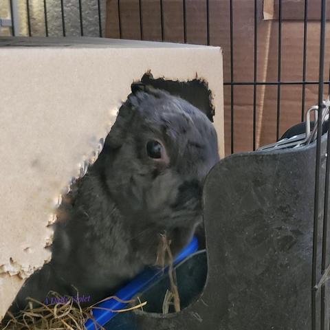Small grey rabbit leaning out of a cardboard box to eat hay from a plastic hay rack. One piece of hay is protruding from her mouth as she nibbles. She appears to be glaring at the camera.