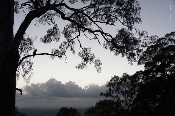 A lone kookaburra sits on the branch of a large, spreading eucalypt, seen in silhouette against a grey-silver dawn sky. The tree's trunk forms the left of the frame, and its branches and leaves occupy most of the top half. Below, and in the distance, are grey clouds on the distant horizon, while a mass of other eucalypts, also in silhouette, occupy the bottom right quadrant.