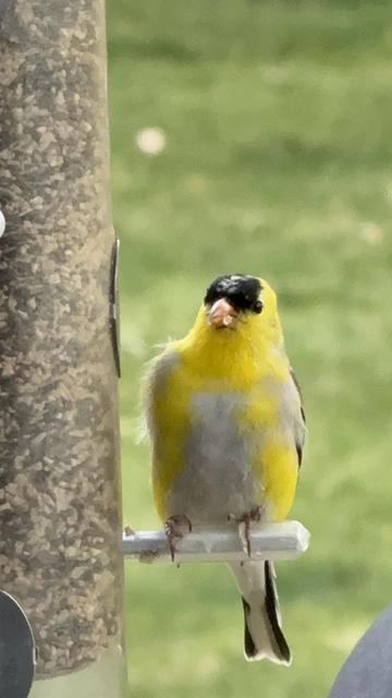 The image features a small bird perched on a bird feeder. The bird has a bright yellow head and chest, with a black cap on its head and a grayish-white belly. Its beak is short and conical, typical of seed-eating birds. The bird is gripping a white perch with its feet, and its tail feathers are slightly fanned out. The bird feeder is cylindrical, filled with seeds, and has a metal attachment. The background is a blurred green, suggesting a grassy area. The bird appears to be looking directly at the camera, with its head slightly tilted.

Provided by @altbot, generated privately and locally using Ovis2-8B