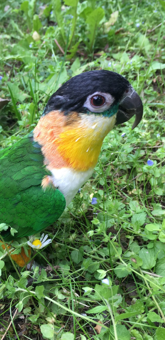 the parrot Nemo seen in profile while walking on the grass