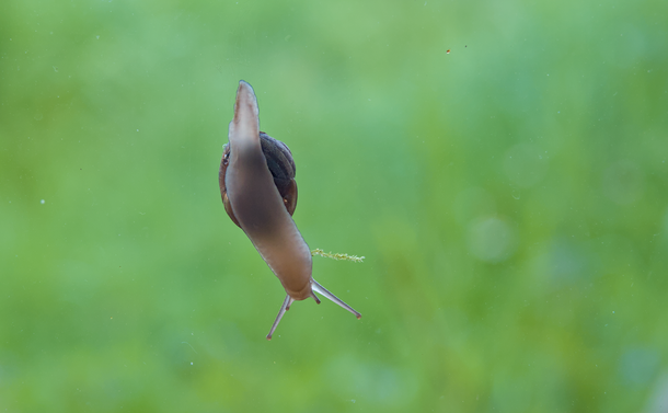 Un escargot qui avance sur une vitre. Il est vu de dessus, avec ses yeux et "cornes" déployées. Il transporte un petit brin de mousse.