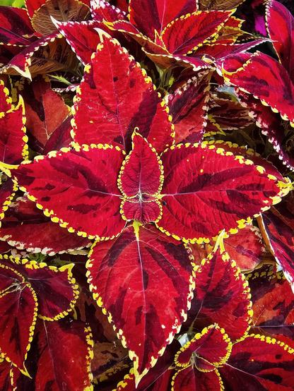 A close-up shot shows the striking red and maroon leaves of a coleus plant, edged with a vibrant yellow trim. The leaves display intricate patterns and textures.