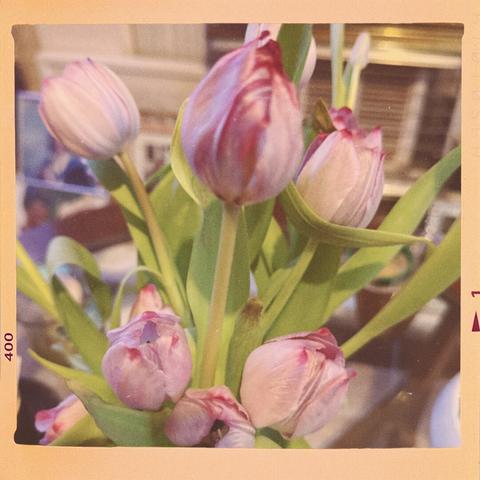 Pale pink tulips in a vase