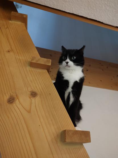 Der Kater Phips sitzt auf einer Treppenstufe und schaut neugierig zu seiner rechten.