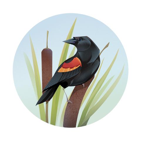 A black bird with a stripe of red on its wing, perched on a cattail