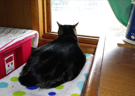 tabby cat looking out the window