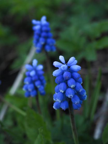 Three blue pearl hyacinths blooming surrounded green grass. The flower in foreground is the main motif and is focused, while other flowers are more blurry in the background.