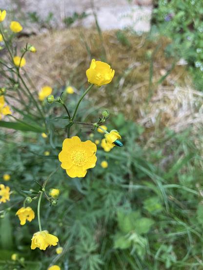 Buttergelbe Blüten, aus einer ragt zur Hälfte ein längliches grün metallisches Objekt raus, vermutlich ein Käfer