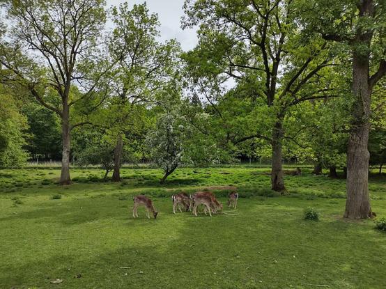 Das Bild zeigt eine friedliche Waldszene an einem leicht bewölkten Tag. In der Mitte des Bildes grast eine kleine Gruppe von Rehen auf einer offenen Wiese. Die Rehe stehen eng beieinander und wirken ruhig und entspannt. Die Umgebung ist üppig grün – große Laubbäume mit dichtem Blattwerk säumen die Lichtung, und der Boden ist mit frischem Gras und kleineren Pflanzen bedeckt. Im Hintergrund ist ein Zaun zu erkennen, der das Gelände begrenzt, was darauf hinweist, dass es sich um ein Wildgehege oder einen Park handelt.