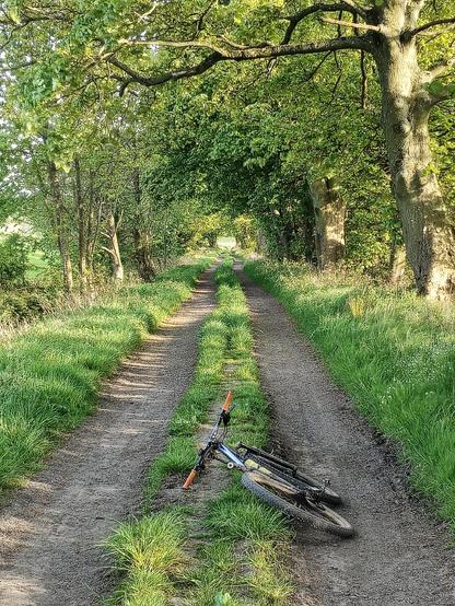track road stretching into distance. Very green trees and grass along the sides.