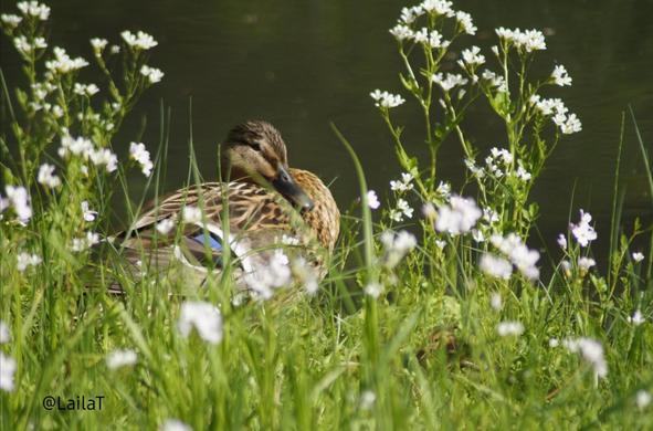 Eine weibliche Stockente steht inmitten hohen Grases und weißer Blumen am Wasser. Rechts neben ihr liegt ein kleines Küken, das kaum zu sehen ist.