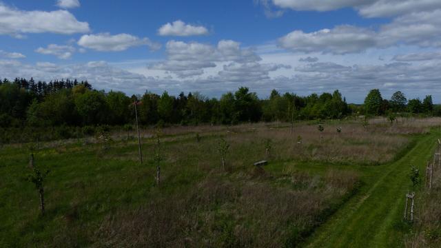 Aus schräger Perspektive schaut man auf eine Wiese vor einer Tannenbaum-Plantage die dahinter eingezäunt und mit großen Nadelbäumen liegt. In der Wiese sind Wege gemäht und viel Grün ist hoch gewachsen und Obstbäume sind darin gepflanzt.