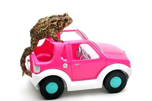 A large toad is sitting on top of a pink toy car. The car has a white bottom and features a playful design, emphasizing a fun, whimsical scene.