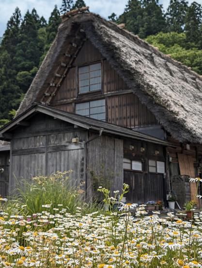 A field of daisies focused in the forefront with a traditional thatched-roof wooden house in the background.