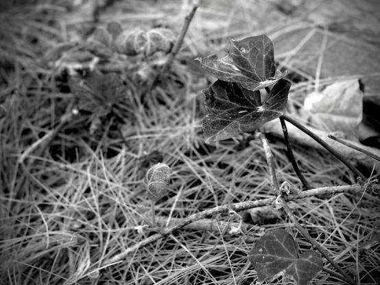 Black and white photo of two open leaves and a furled leaf attached to a tree branch that is lying on a bed of pine needles