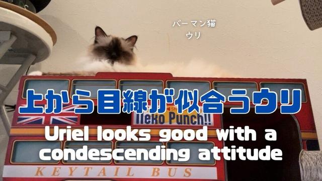 バーマン猫ウリ【上から目線が似合うウリ】Uriel looks good with a condescending attitude（バーマン猫）Birman/Cat