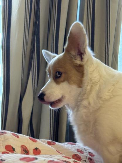 A red & white Pembroke Welsh corgi in profile while sitting on a bed covered by a blanket with little tomatoes on it; she is giving serious side-eye & licking her sweet, little nose