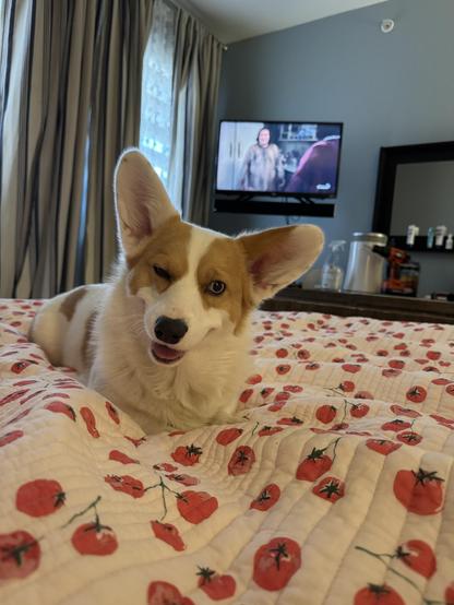 The same corgi laying on the same bed facing the camera; her head is tilted slightly, mouth is open, & right eye is mostly closed in a wink