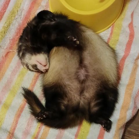 Rusty the sable ferret sleeping with his big belly up, head curled to the side