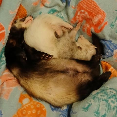Rusty the sable ferret curled around Amber the butterscotch ferret, both sleeping