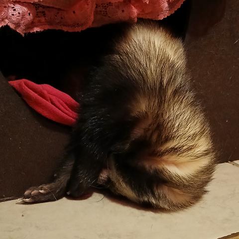 Rusty the sable ferret oozing put of his cubby hole with his forehead on the floor and one arm outstretched