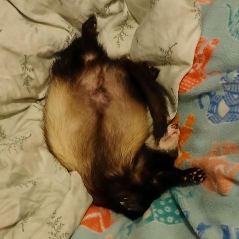Rusty the sable ferret curled up sleeping belly up, his head curled up against his belly, his tail draped over his face