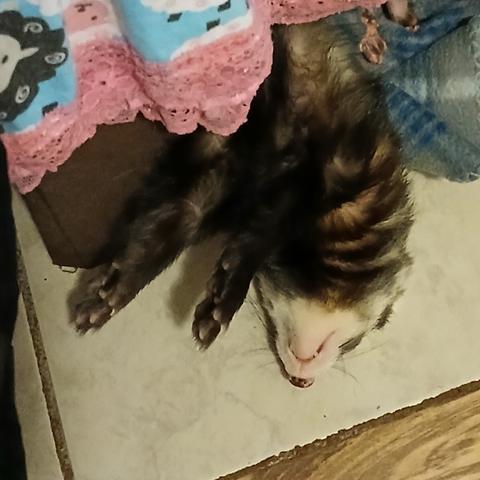 Rusty the sable ferret oozing put of his cubby hole with his forehead on the floor and both arms outstretched