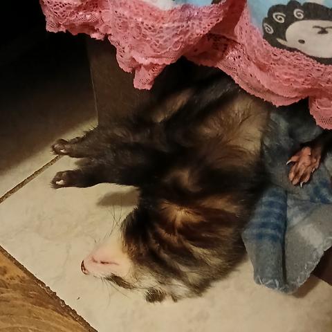 Rusty the sable ferret oozing put of his cubby hole with his forehead on the floor and both arms outstretched