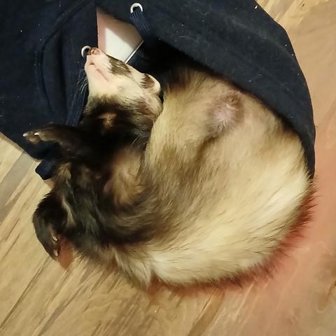 Rusty the sable ferret curled up sleeping, belly up, his head against his belly