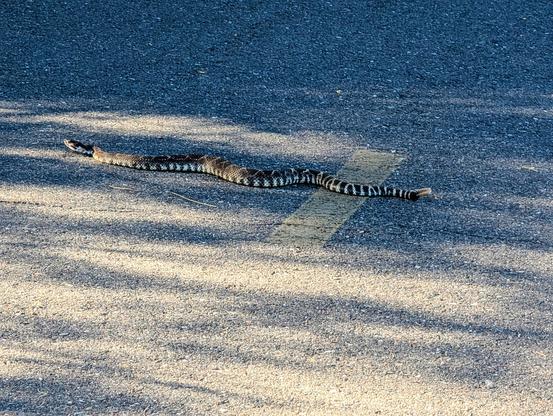 Based on the image and the information I found, here's a description of the possible rattlesnake species:
 * Southern Pacific Rattlesnake: These snakes have a thick body with a short, stubby tail that has rattles. They have narrow, ridged scales and a large, triangular head. Their color can vary from brown to black, with darker blotches on their back.
 * Western Diamondback Rattlesnake: These snakes are typically gray, brown, or pinkish, with dark diamond-shaped patterns outlined in lighter colors on their back. Their tail has black and white rings, and they have a broad, triangular head.
 * Red Diamond Rattlesnake: These snakes are reddish in color, with diamond-shaped blotches that are usually bordered with light edges. They have black and white stripes on their tail.