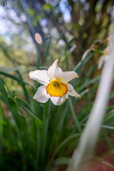 Yellow and white daffodil in woodland